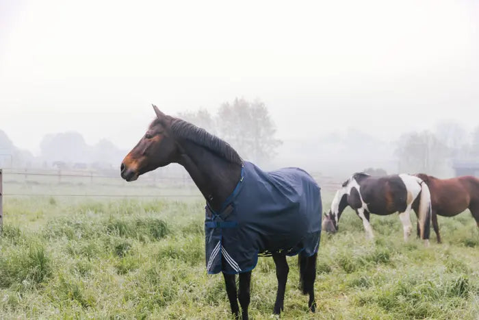 Turnout Rug All Weather Waterproof Comfort 100g by Kentucky